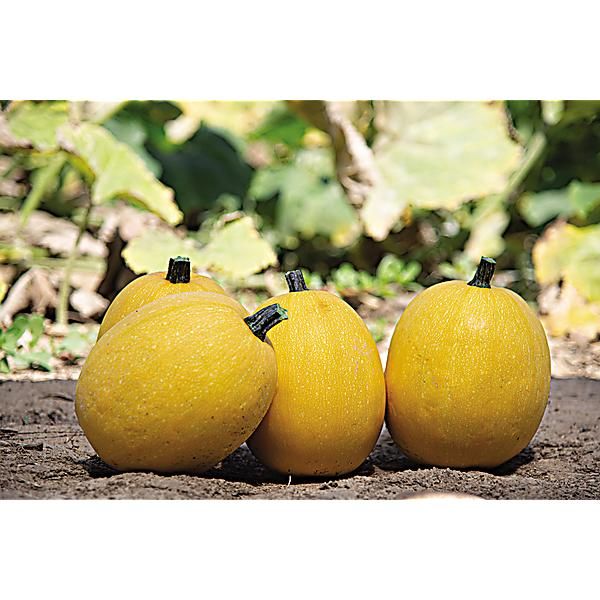 COURGE F1 ALDENTE
