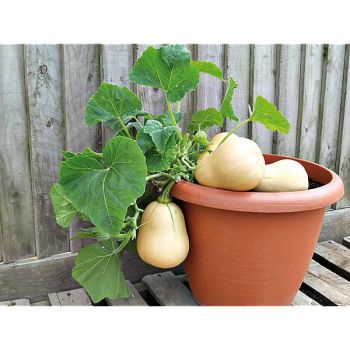 COURGE musquée F1 BUTTERBUSH