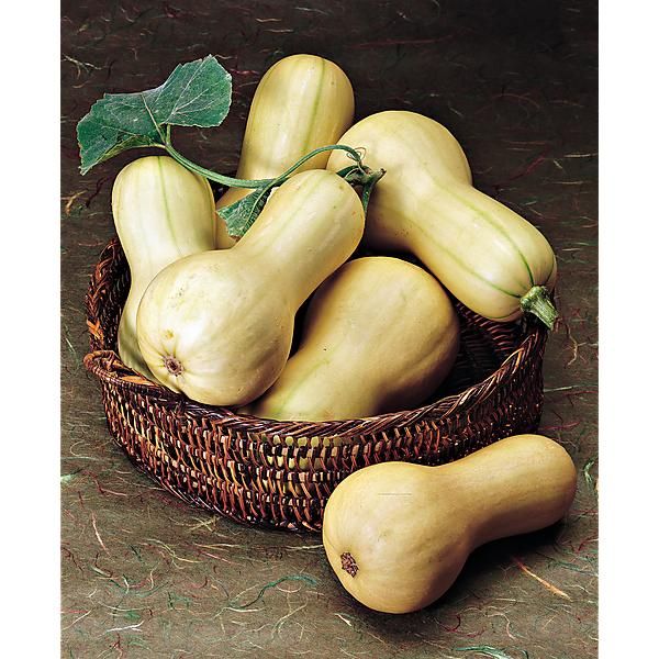 COURGE musquée F1 BUTTERBUSH