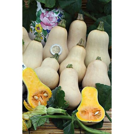 COURGE musquée F1 HONEYBABY