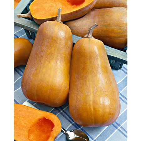 COURGE musquée F1 HONEYBABY