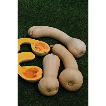 COURGE musquée PENNSYLVANIA DUTCH CROOCKNECK