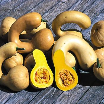 COURGE musquée PENNSYLVANIA DUTCH CROOCKNECK 2