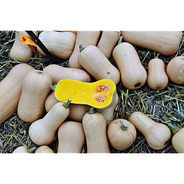 COURGE WALTHAM BUTTERNUT