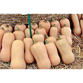 COURGE BUTTERNUT Bio