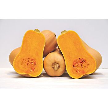 COURGE F1 HAVANA Bio