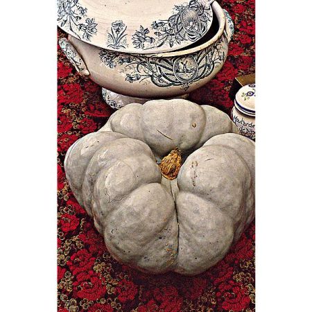 POTIRON TRISTAR (cucurbita maxima)