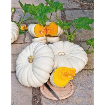 POTIRON BLANCHE PLATT WHITE BOER