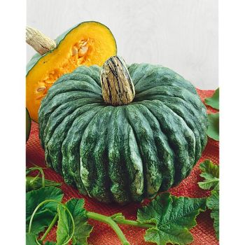 POTIRON MARINA di CHIOGGIA