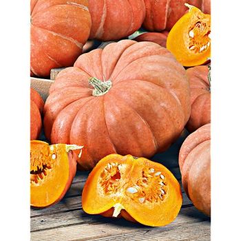 POTIRON GARBO ou MORANGA de MESA