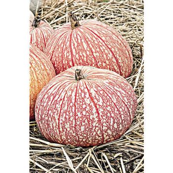 POTIRON ONE TOO MANY