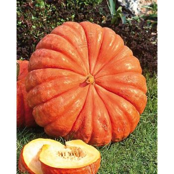 POTIRON ROUGE VIF d'ÉTAMPES