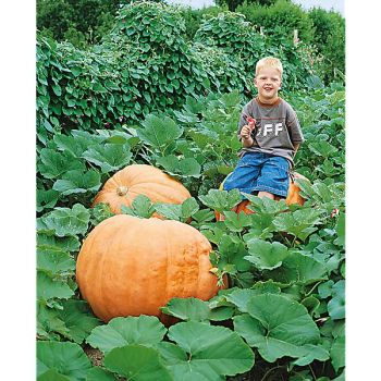 POTIRON ATLANTIC GIANT