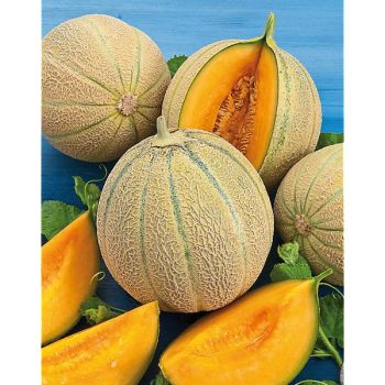 MELON F1 ROBINSON