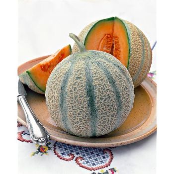 MELON F1 SV6234MC