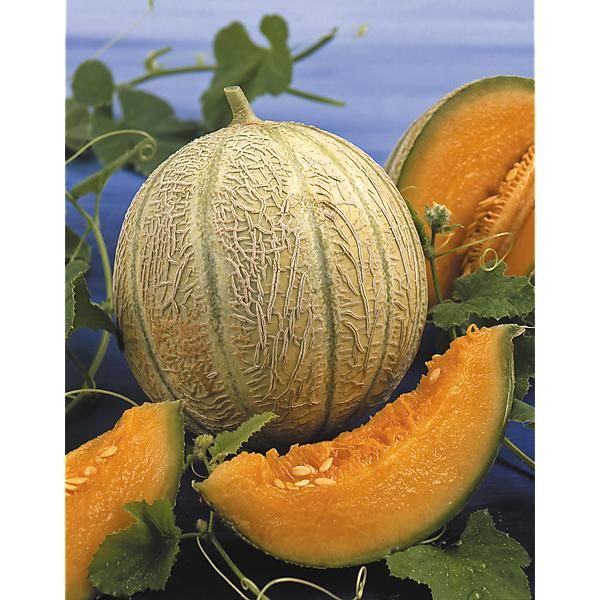 MELON F1 AZTEC