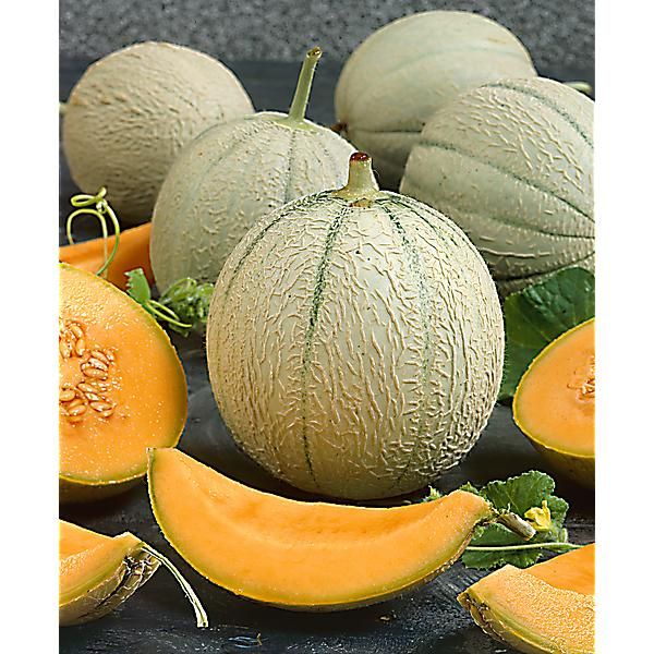 MELON F1 TONGA