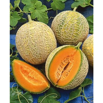 MELON ZUCCHERINO d'INGEGNOLI