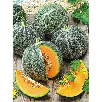 MELON PETIT GRIS de RENNES 2