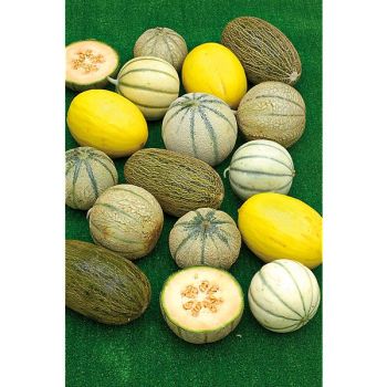 MELON en MÉLANGE de 8 VARIÉTÉS