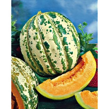 MELON ORANJE ANANAS 2