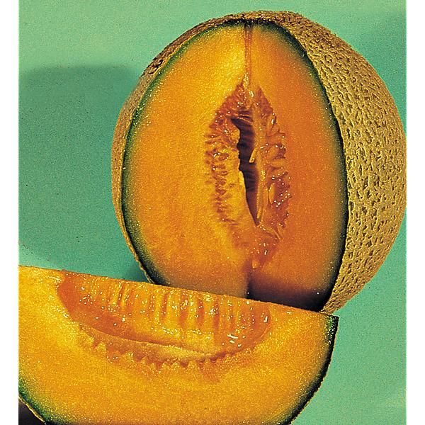 MELON RETATO DEGLI ORTOLANI Bio