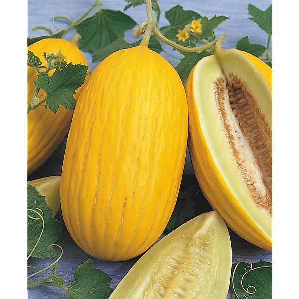 MELON JAUNE CANARI 2 ou JAUNE d'OR d'ESPAGNE 2