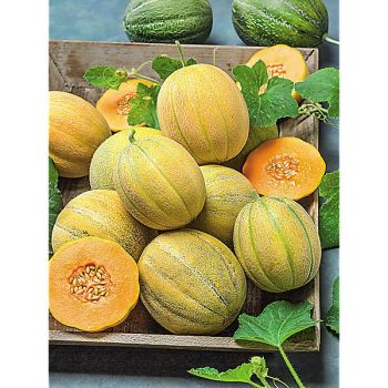 MELON MINNESOTA MIDGET