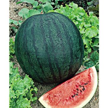 PASTÈQUE SUGAR BABY Bio