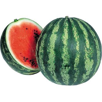 PASTÈQUE F1 CARMEN