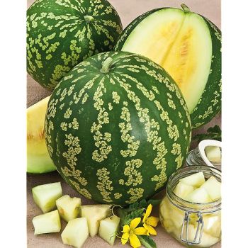 PASTÈQUE A GRAINE ROUGE à CONFIRE à CHAIR VERTE