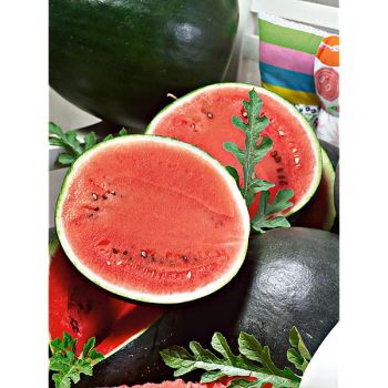 PASTÈQUE F1 FIRE BALL 2