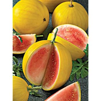 PASTÈQUE F1 ZLOTO WOLICY