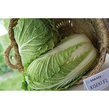 CHOU de CHINE F1 KISEKI 2