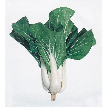 PAK-CHOÏ CANTON NAIN (brassica campestris)