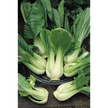 PAK-CHOÏ F1 MEI QING CHOÏ (brassica campestris)