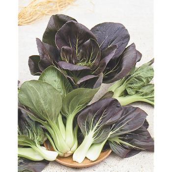 PAK-CHOÏ F1 RUBI (brassica campestris)