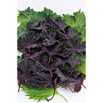 PERSIL JAPONAIS ou PERILLA de NANKIN ou SHISHO (perilla... 2