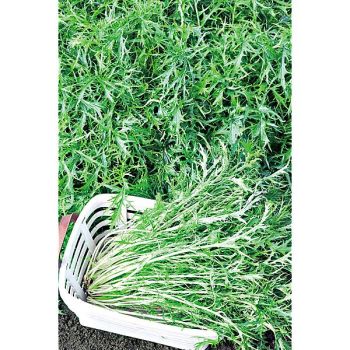 CHOU SALADE JAPONAIS MIZUNA (brassica rapa var. japonica)... 2