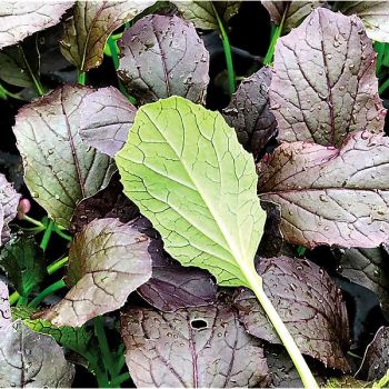 CHOU SALADE JAPONAIS MIZUNA (brassica rapa var. japonica)... 2