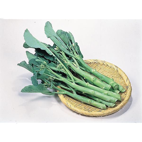 CHOU CHINOIS F1 RAFIKI (brassica alboglabra)