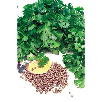 CORIANDRE en FEUILLES (uensaï)