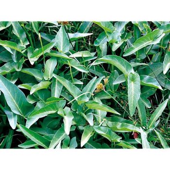 ÉPINARD AQUATIQUE ou KANG KONG (ipomoea aquatica)