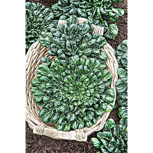 CHOU chinois TATSOI (brassica rapa var. rosularis)