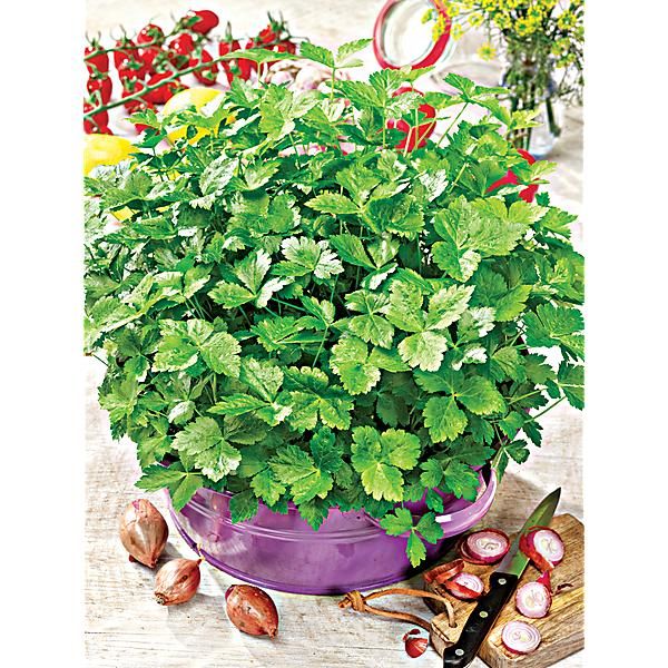 PERSIL JAPONAIS ou MITSUBA (cryptotaenia japonica) VERT