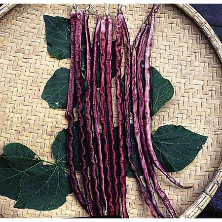 GRAINES de HARICOTS DOLIQUES