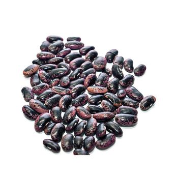 HARICOT d'ESPAGNE ramant BLACK KNIGHT