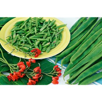 HARICOT d'ESPAGNE ramant BLACK KNIGHT 2