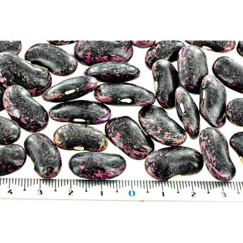 HARICOT d'ESPAGNE ramant LADY DI Bio 2