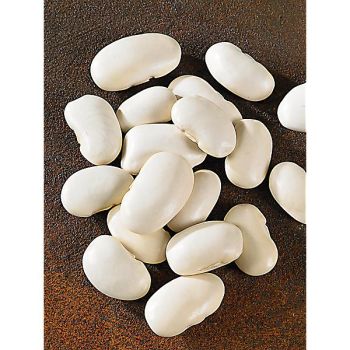 HARICOT d'ESPAGNE ramant ORTEILS de PRÊCHEURS ou CORONA 2